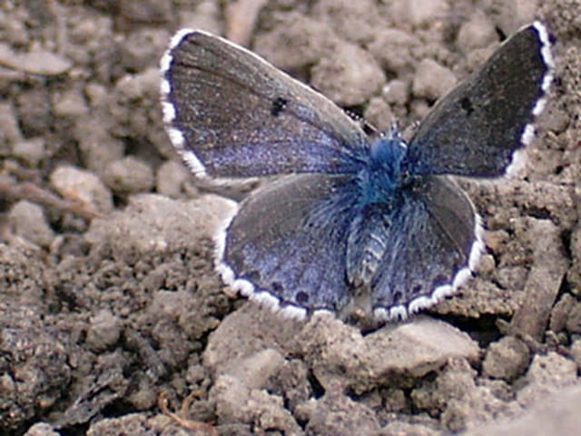 Papillon le bel argus