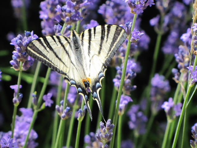 Papillon le Flambé