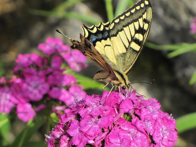 Papillon le Machaon
