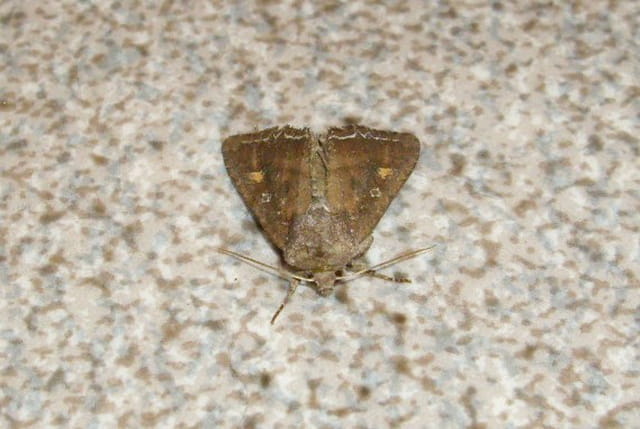 Papillon super
