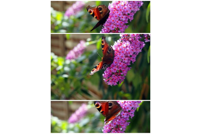Papillons en septembre