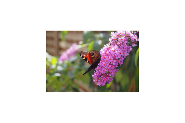 Papillons en septembre
