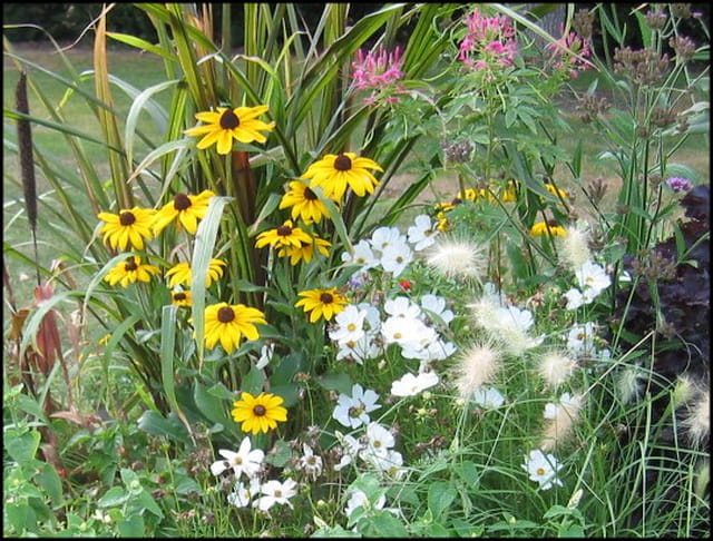 Parterre de fleurs
