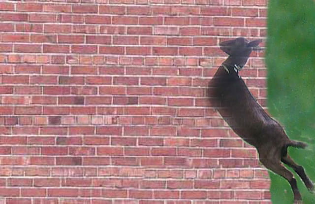 Passe muraille