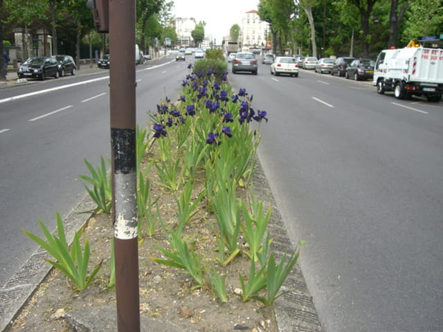 Pauvres iris séparant la nationale