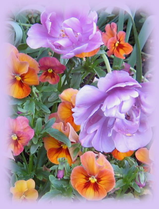 Pensées et tulipes mauves