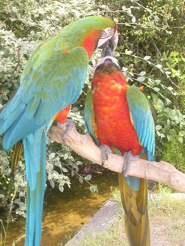 Perroquets amoureux