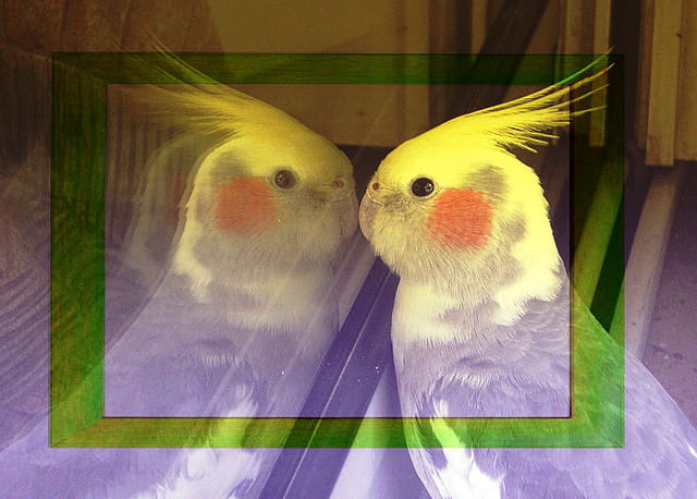 Perruchette double vision....