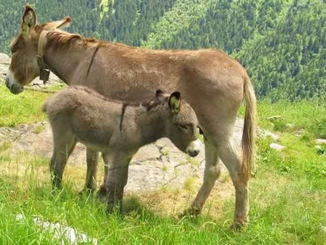 Petit âne des Pyrénées