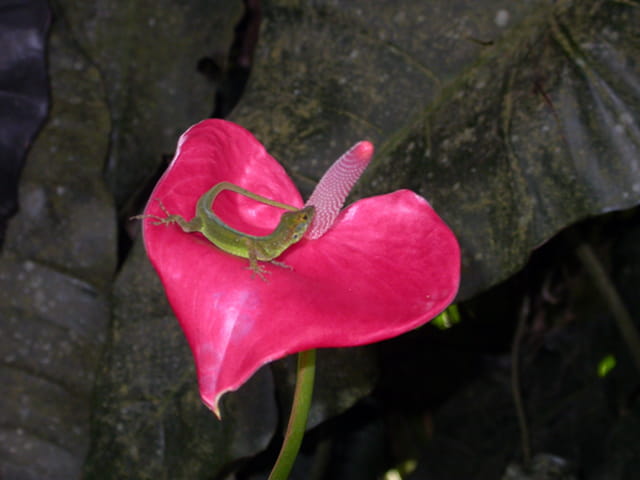 Petit anoli sur anthurium
