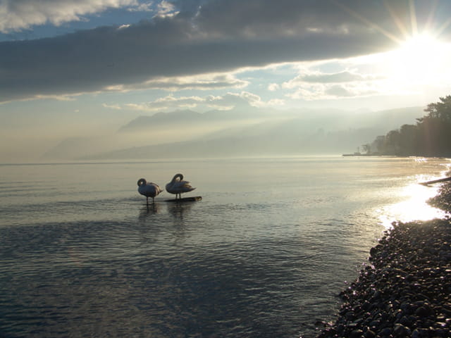 Petit bain au levé du soleil