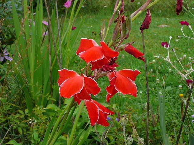 Petit glaïeul rouge
