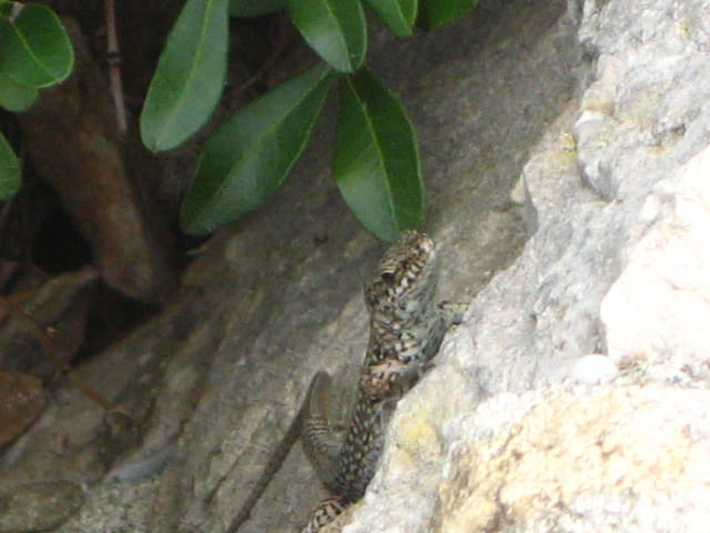 Petit lézard derangé..