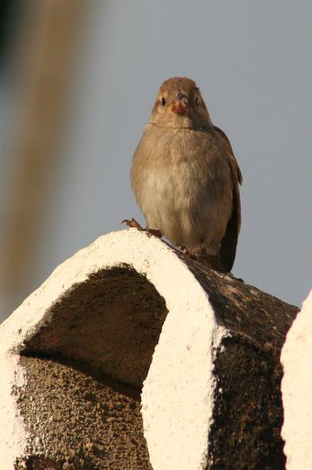Petit moineau