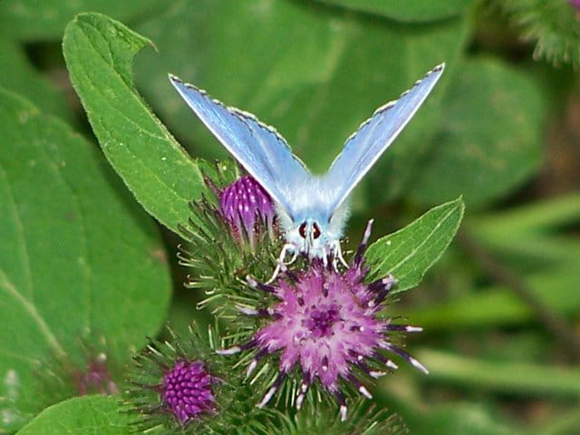 Petit papillon mauve ou bleu ?