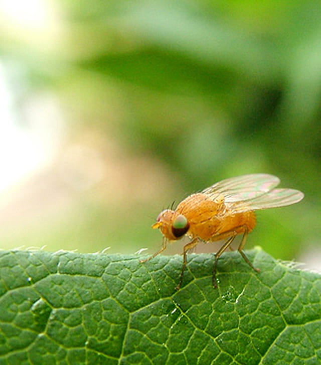 Petite mouche dorée...