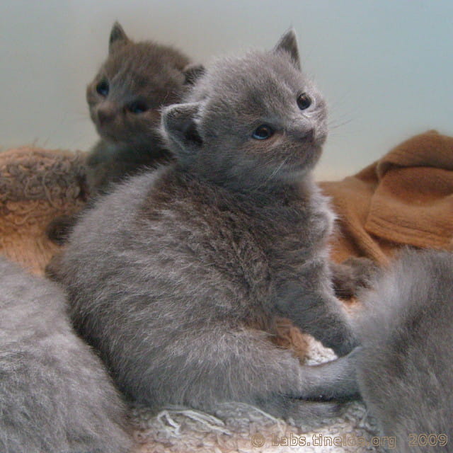Petits anges bleus...