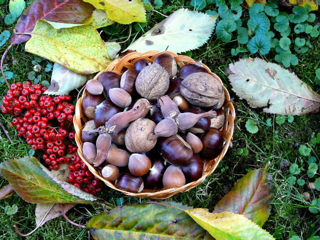 Petits fruits d'automne
