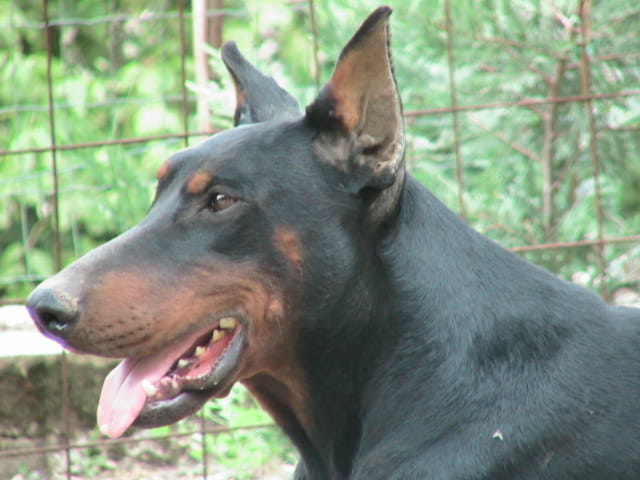 Phebus 2