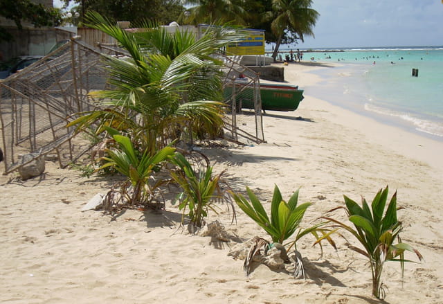 Download Images de plages et cocotiers HD