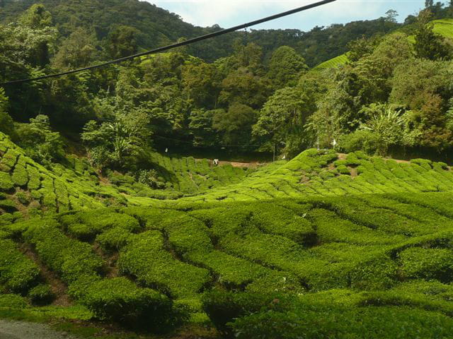 Plantation de thé