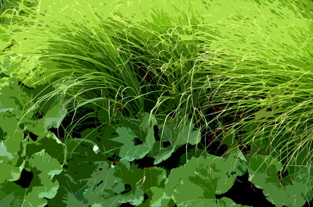 Plantes aquatiques