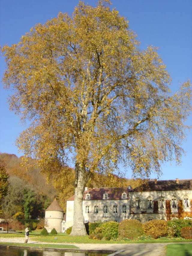 Platanus hispanica