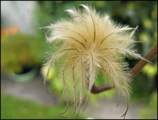 Plumeau de clématite en fin de floraison