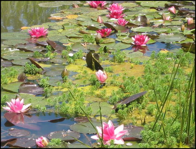 Point d'eau et nénuphars