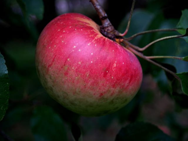 Pomme