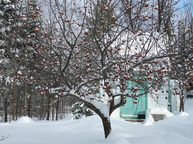 Pommier de Noël