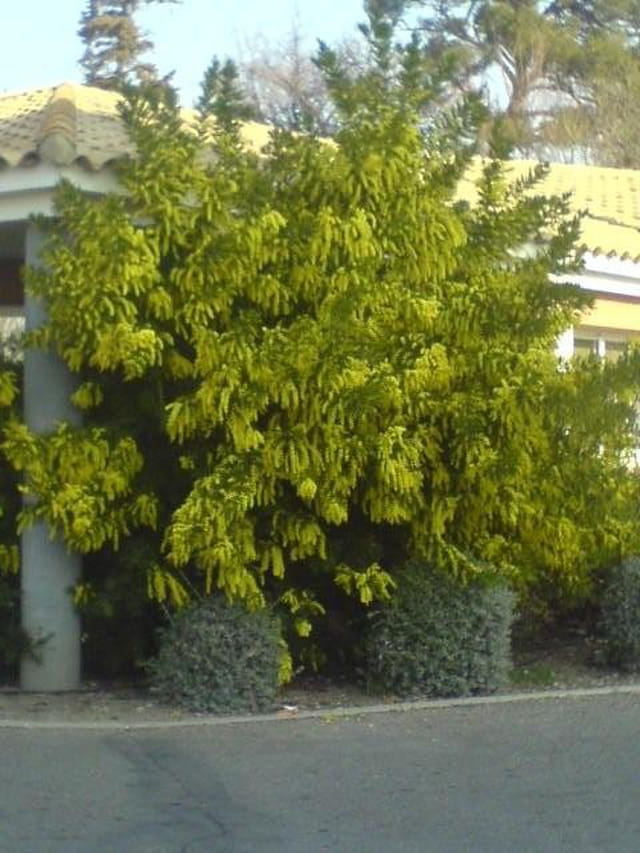 Pompons jaunes cotonneux