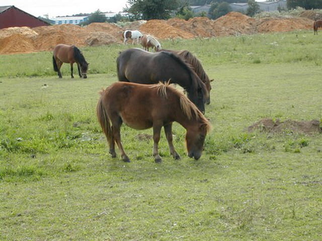 Poneys