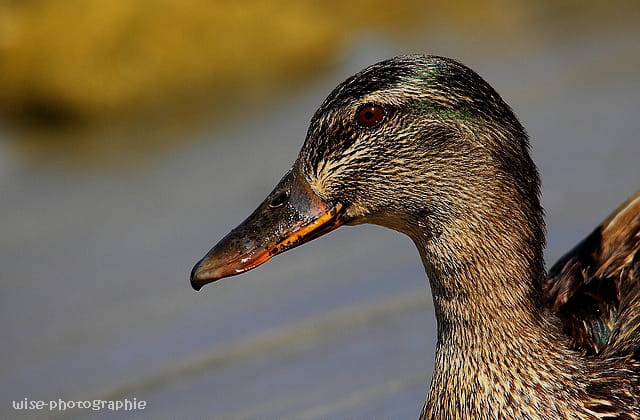 portrait de canard colvert