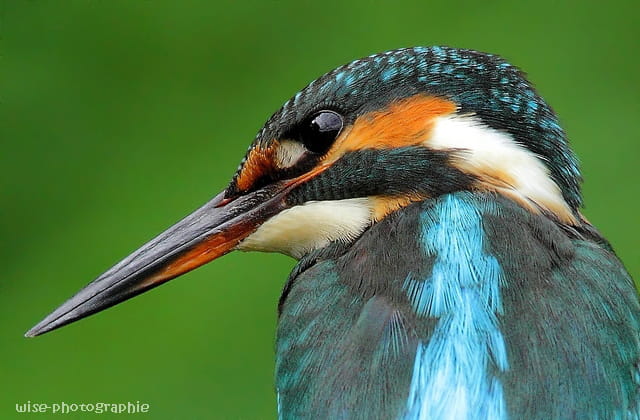 portrait de martin-pêcheur