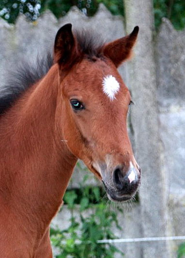 Poulain