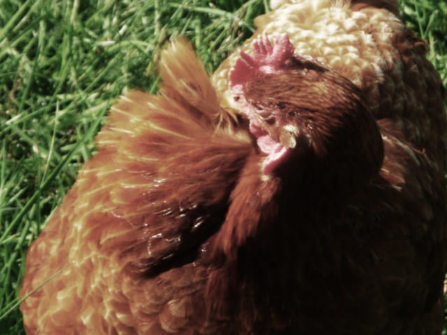 " Poule qui becquette grain à grain mange tout de même à sa faim. " ( Alexandre Otrovski )
