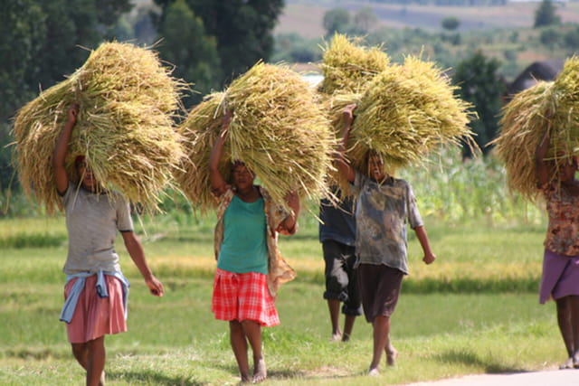 Première récolte du riz