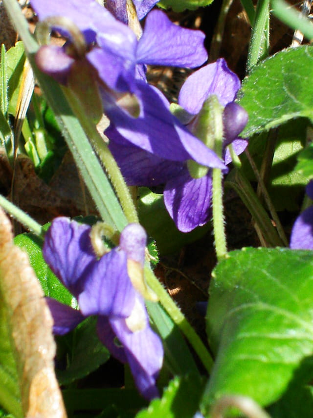 Premières violettes