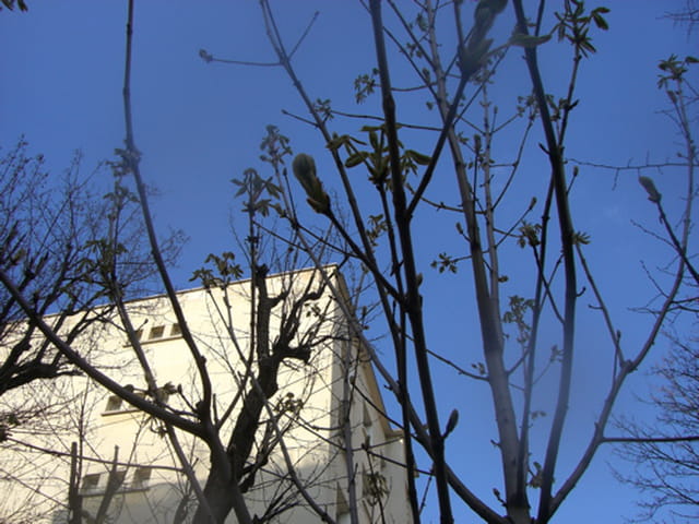 Premiers bourgeons