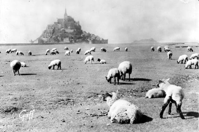 Prés salés au Mont-Saint Michel