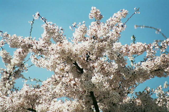 PRINTEMPS