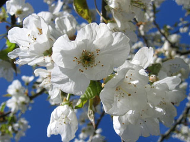 Printemps