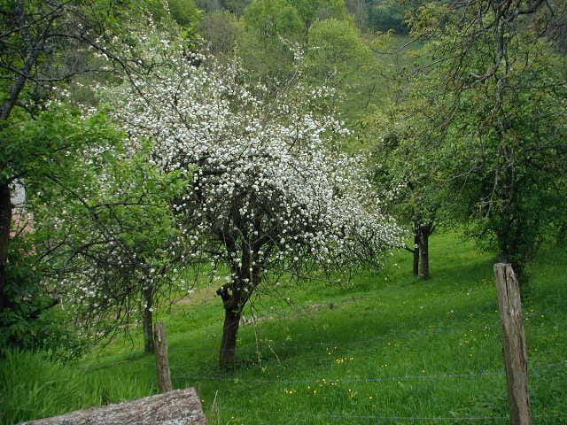 Printemps à breitenau