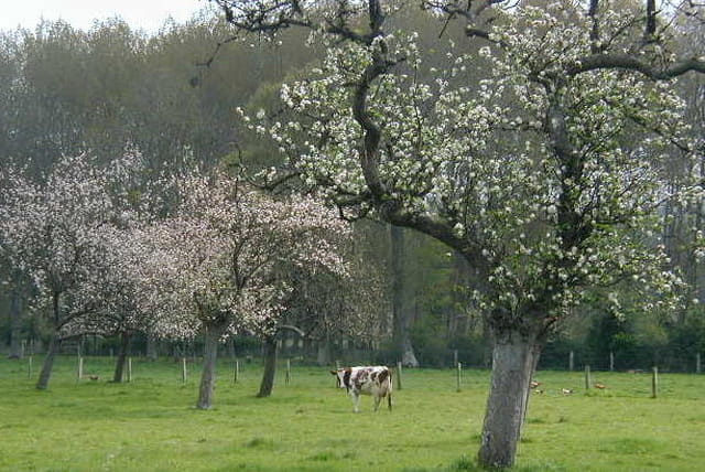 Printemps en normandie