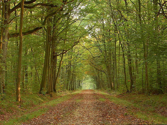 Promenade en automne