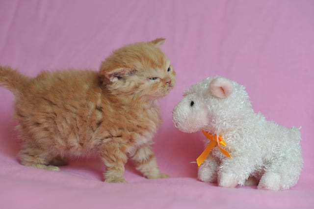 Quand un chat mouton rencontre un mouton