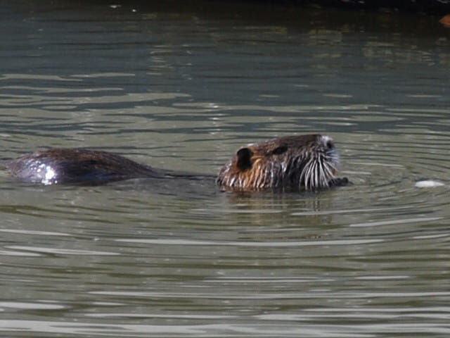 Ragondins en Canal du Midi