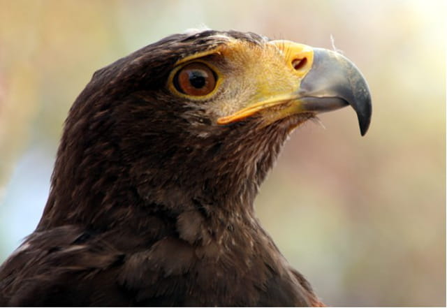 RAPACE