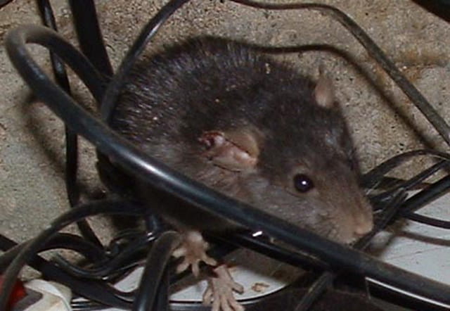 Rat du nouvel an